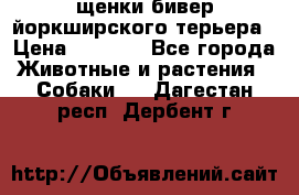 щенки бивер йоркширского терьера › Цена ­ 8 000 - Все города Животные и растения » Собаки   . Дагестан респ.,Дербент г.